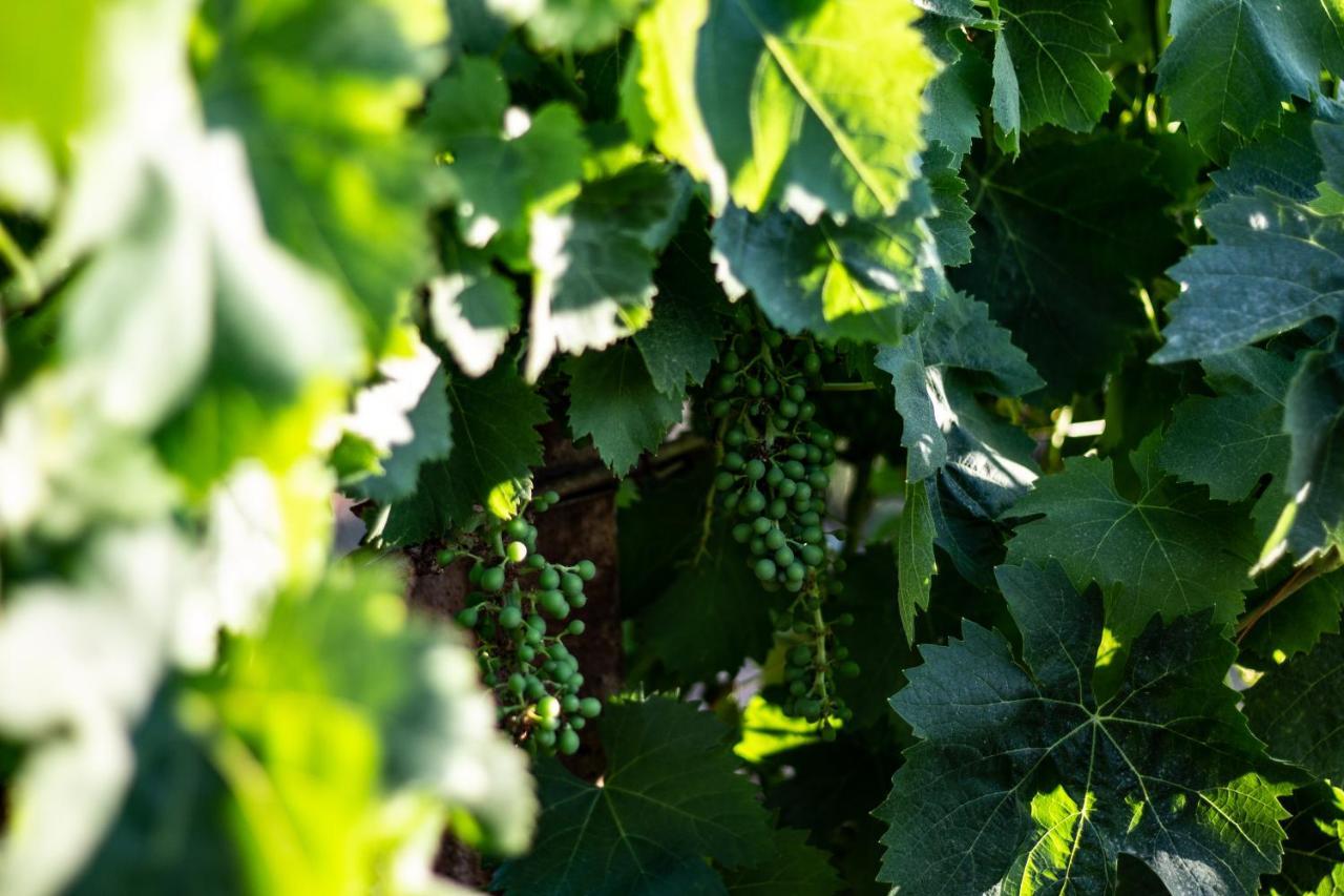 Bed and Breakfast The Vineyards Альгеро Экстерьер фото